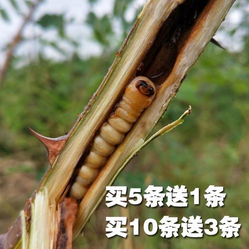 斗米虫是怎么进树里面的
