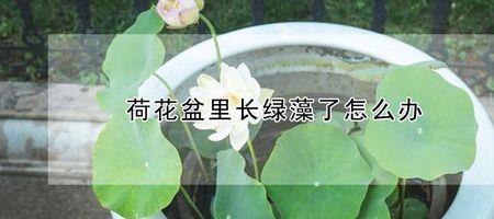 盆栽荷花里长了绿苔怎么办