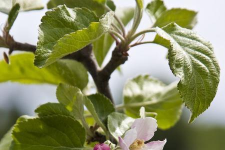 苹果树光发芽不开花怎么办