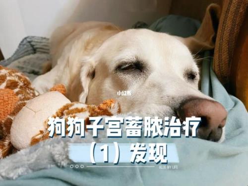 狗来月经怎么办