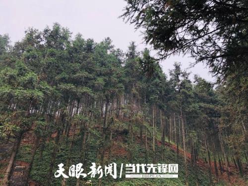 自家种的杉树能砍吗