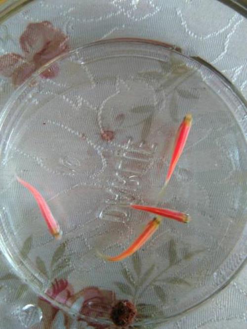普通金鱼生卵了不处理会怎么