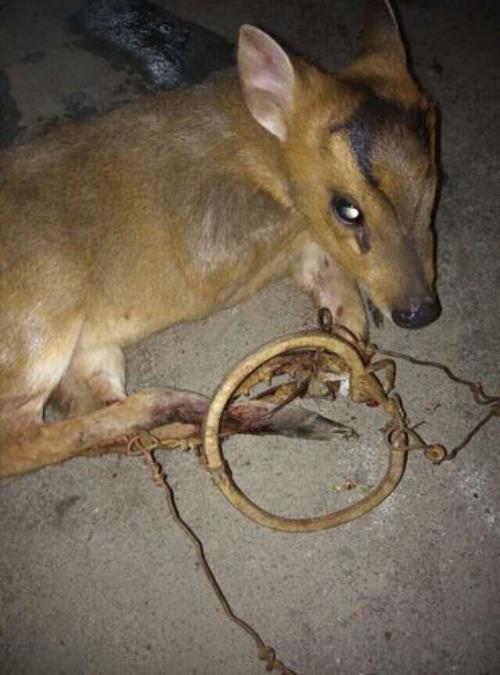 伯是什么动物