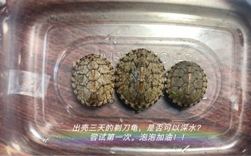 剃刀龟出壳多久吃食