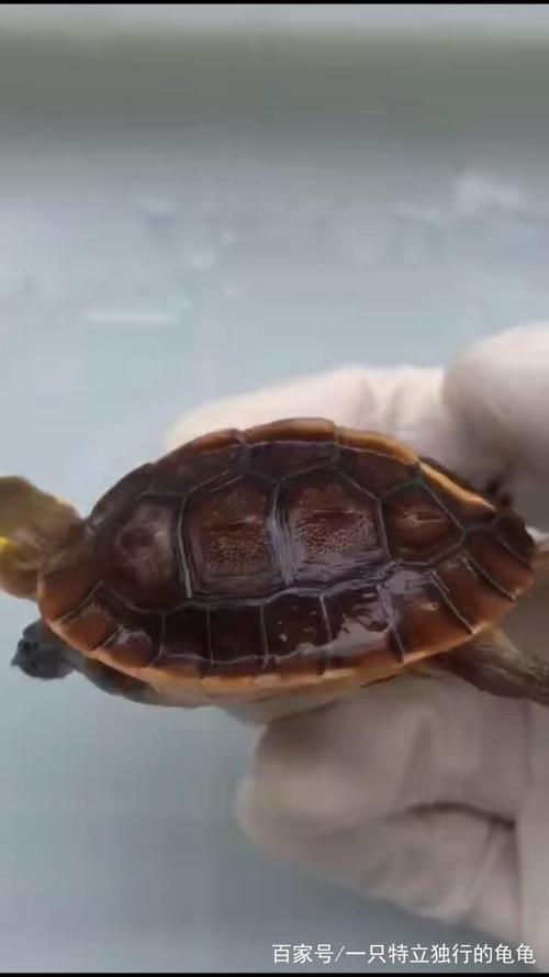 黄缘换甲要多久