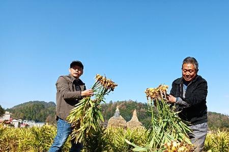 小黄姜种植盖土厚度是多少