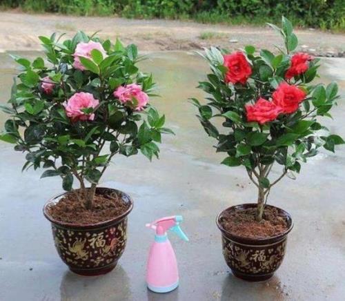 河北露天可以养茶花吗