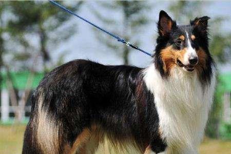 苏牧犬为什么禁养
