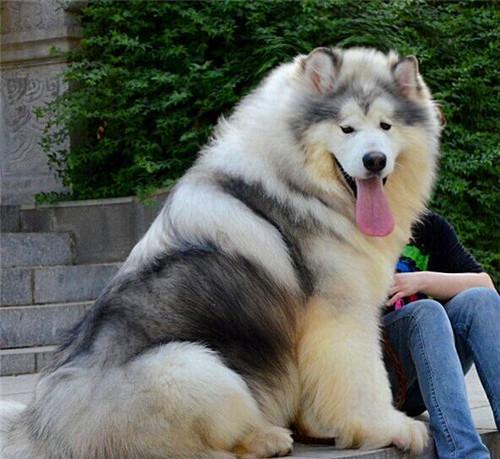 阿拉斯加幼犬室外可以养吗