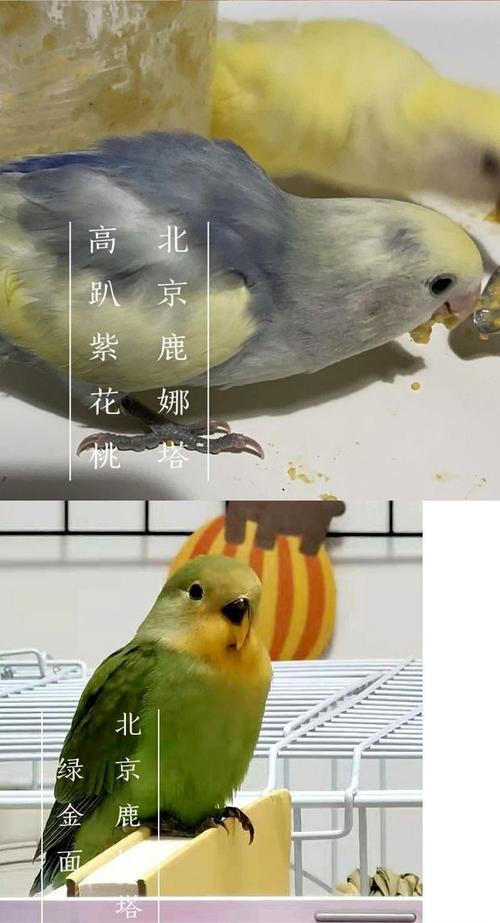 牡丹鹦鹉幼鸟夏天还用保温箱吗