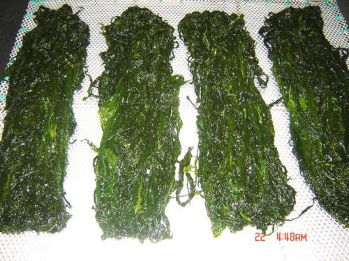 裙带菜遇油就化吗