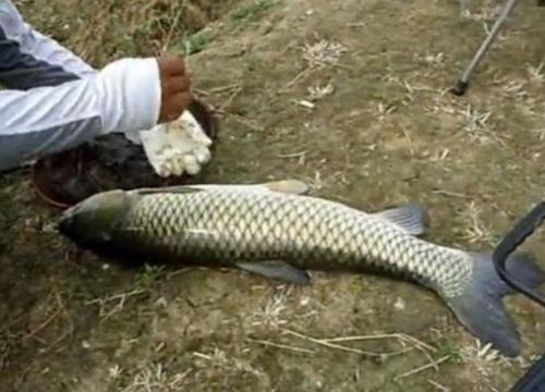 大鱼死后多久会浮起来