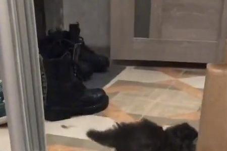 猫边叫边扭动身体是怎么了