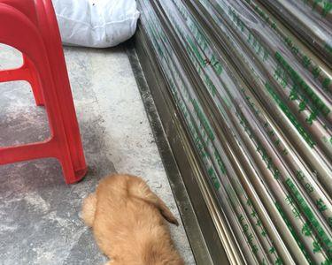 泻立停可以治愈狗狗便血吗
