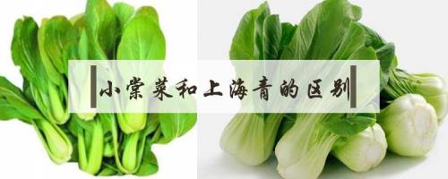 小棠菜成人款毛衣织法
