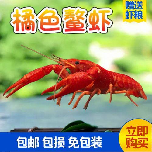 虾红色配什么颜色好看
