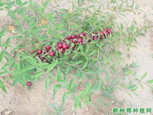 巨星一号李子品种