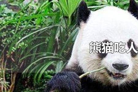给熊猫吃肉会怎样