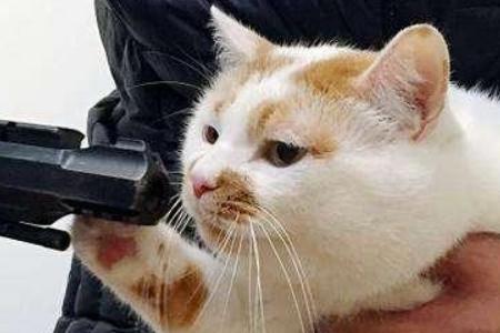 猫想离家出走有什么不好的征兆