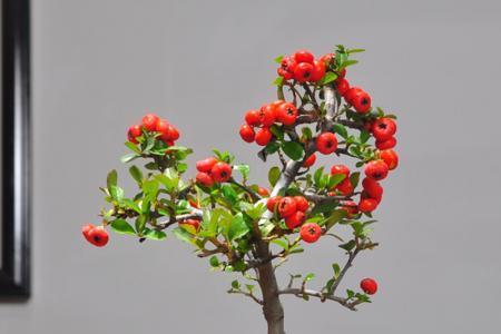 火棘盆景秋季可以上盆吗