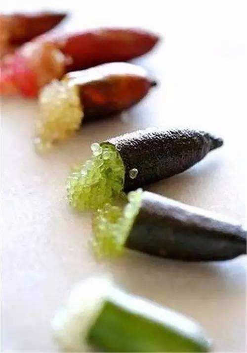 手指柠檬扦插