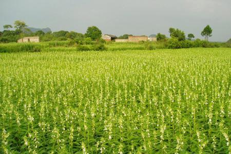芝麻怎么种植