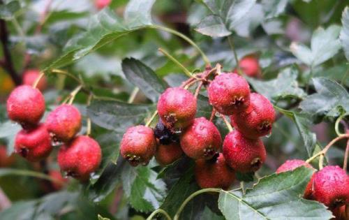 山里红山楂什么时候开花