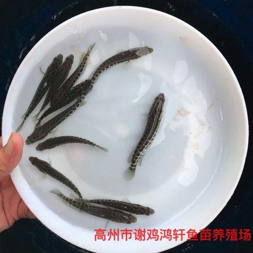 刚生的鱼苗怎么不动