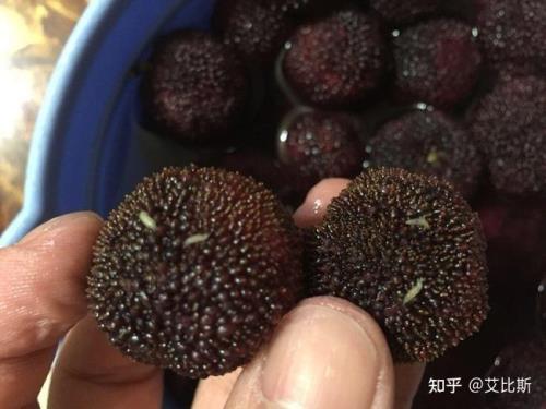 什么水果里有蛆
