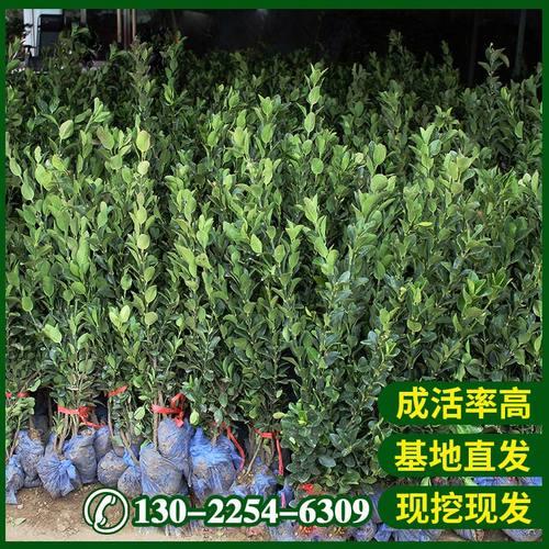 冬青耐寒度是多少