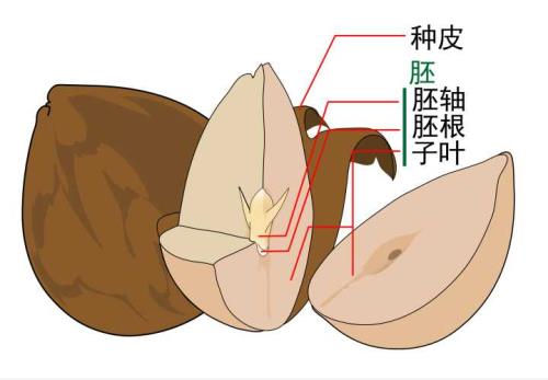 无胚乳种子有哪些