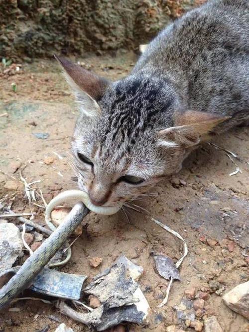 猫与蛇谁厉害