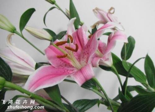 观花是什么意思