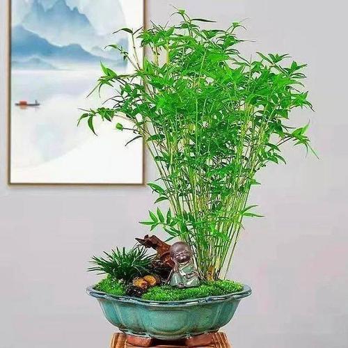 盆栽竹子的养殖方法