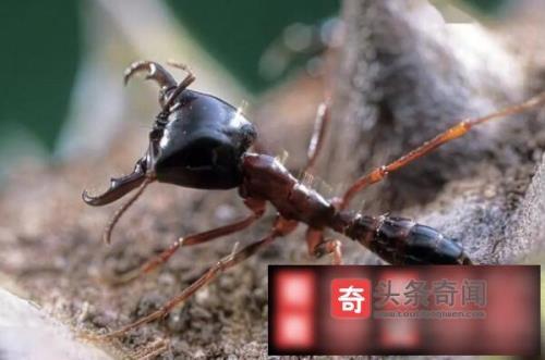 世界最贵的蚂蚁