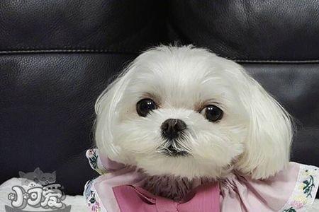 马尔济斯犬的优点及缺点