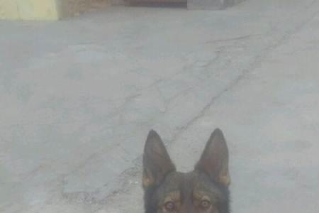 东德牧羊犬几个月变凶认主