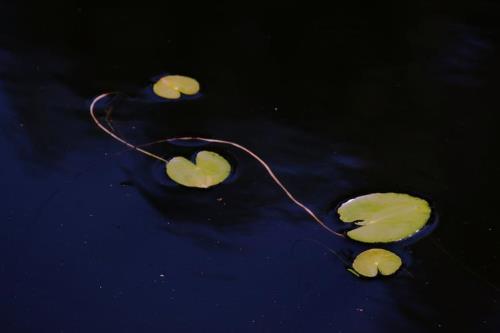 浮萍无根什么意思