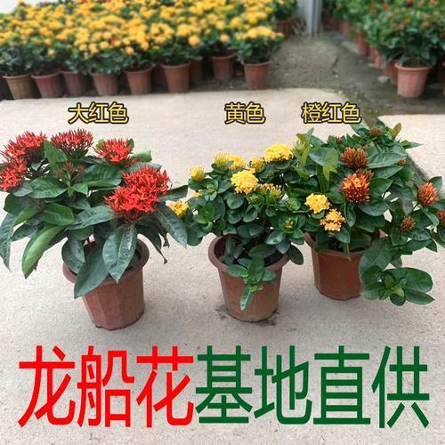 龙船颂是什么牌子