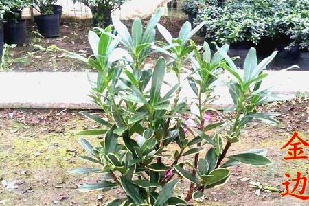 瑞香花苗枝干干皱能活么