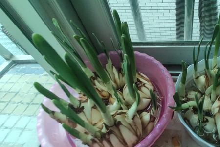 水仙休眠后什么时间发芽