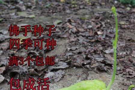 佛手瓜种子种植技术
