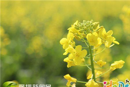 适合长江中下游种植的花