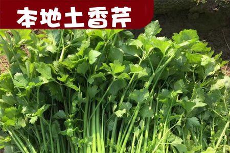 湖南露天香芹种植方法和时间