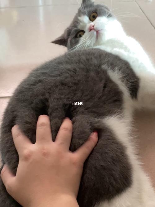 猫不让摸背怎么回事
