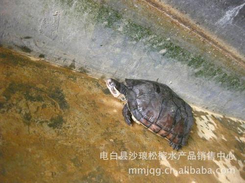 南石龟最大多少斤