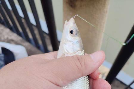 鳊鱼涨水会逃吗
