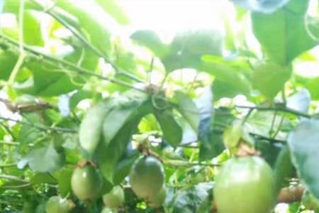 百香果种植气候
