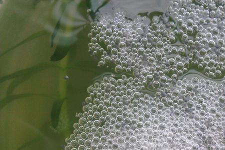 母斗鱼泡卵是什么意思