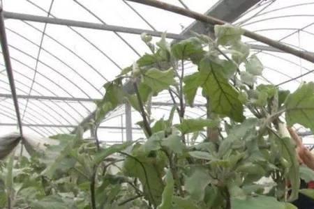 树酸茄一亩产多少斤